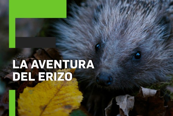 La aventura del erizo