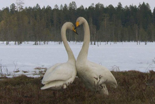 La danza de la naturaleza