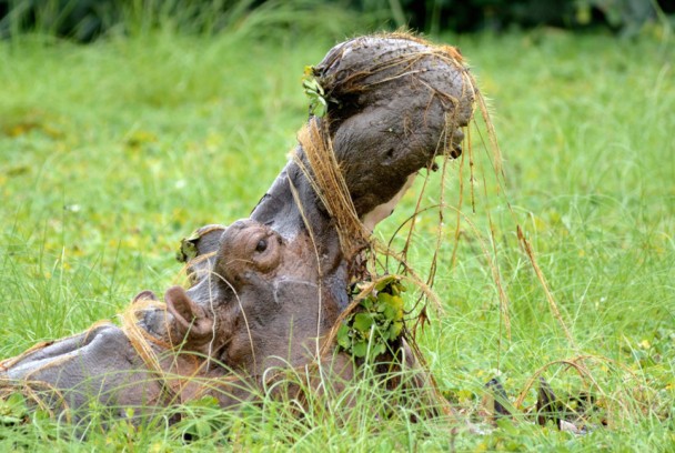 La isla de los hipopótamos