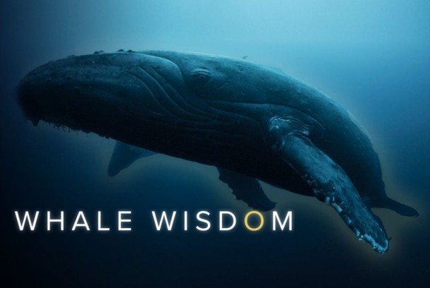 La sabiduría de la ballena