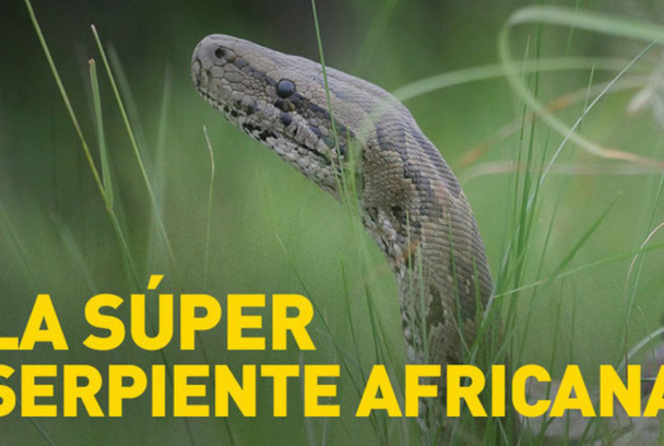 La súper serpiente africana