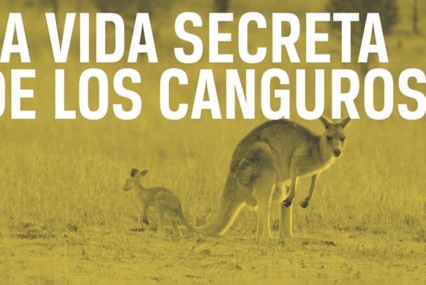 La vida secreta de los canguros