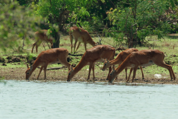 Lago Tanganica: el corazón de Africa