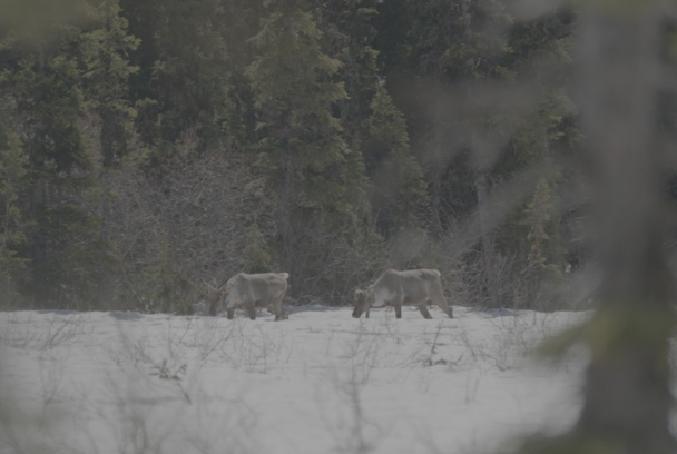 Las Montañas Rocosas: de Yellowstone a Yukón