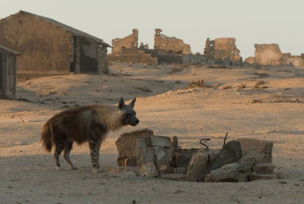 Las hienas pardas de Makgadikgadi