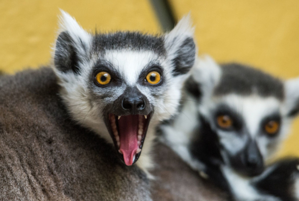 Lemures legendarios de Madagascar