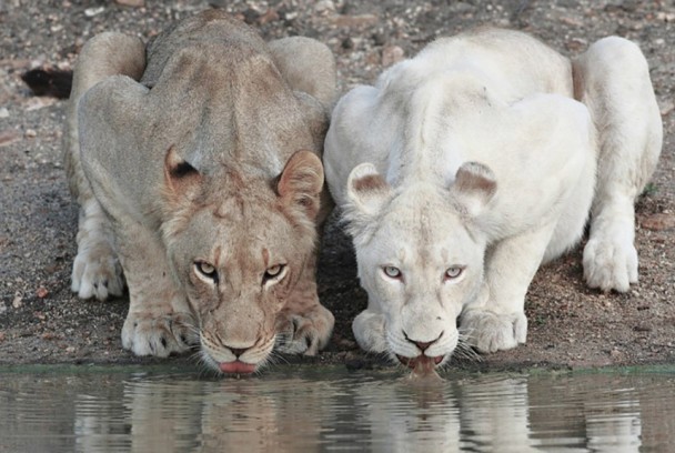 Leones blancos de Sudáfrica