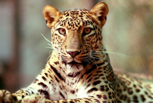 Leopardos de la India
