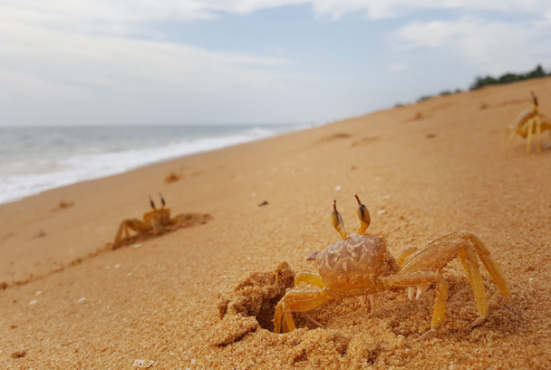 Life at desert's edge: Ghost Crabs
