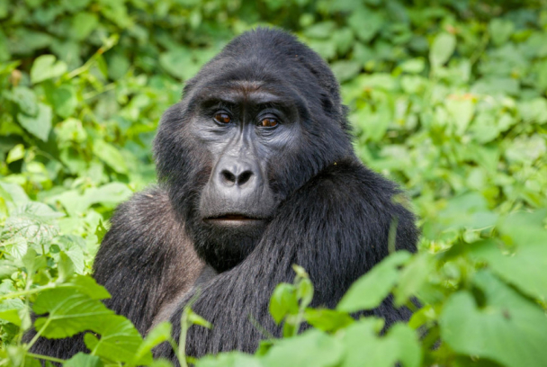 Life in Kalinzu forest - Uganda's Chimpanzees