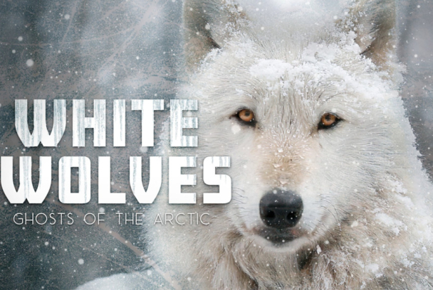 Lobos blancos: Fantasmas del Ártico