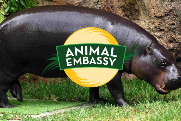 Loro parque de Tenerife: Animal Embassy