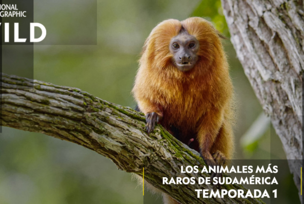 Los animales más raros de Sudamérica