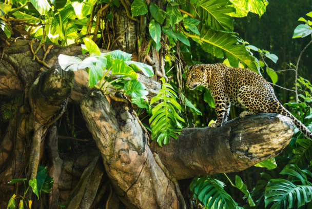 Los leopardos de la isla del árbol muerto