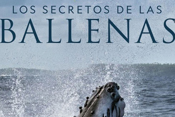 Los secretos de las ballenas