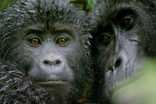 El mundo perdido Los secretos del mundo salvaje T1 Ep 2 SincroGuia TV