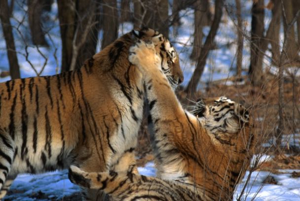 Los tigres de la nieve