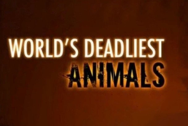 Los animales más peligrosos del mundo
