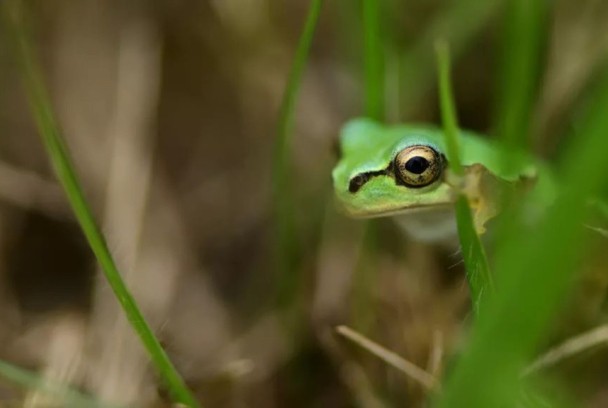 Los animales más raros de Madagascar