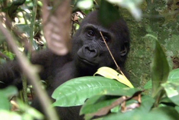 Los espíritus del Congo