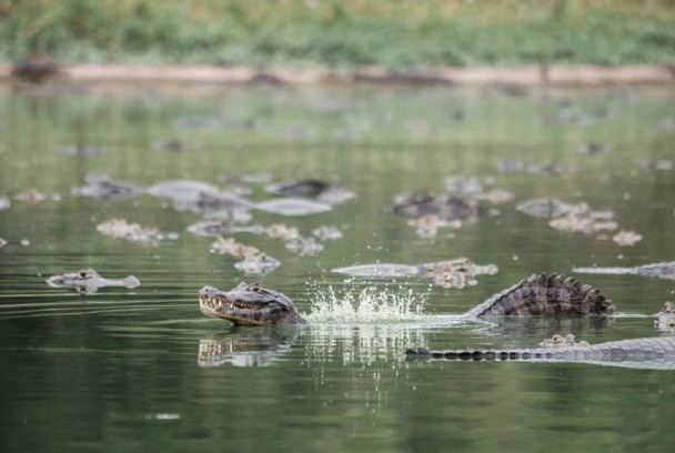 Los mayores talentos de la naturaleza