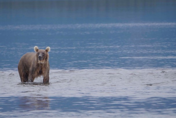 Los osos gigantes de Alaska