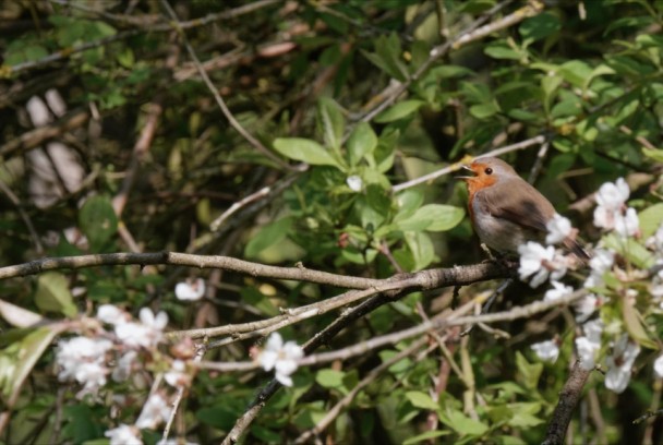 Los sonidos de la naturaleza