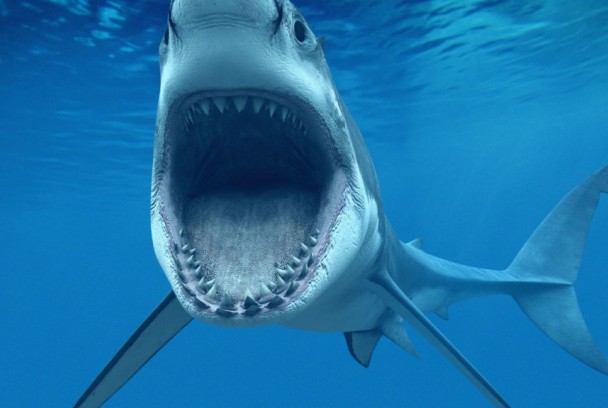 Los tiburones más peligrosos del mundo
