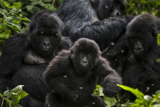 Los últimos gorilas de Virunga