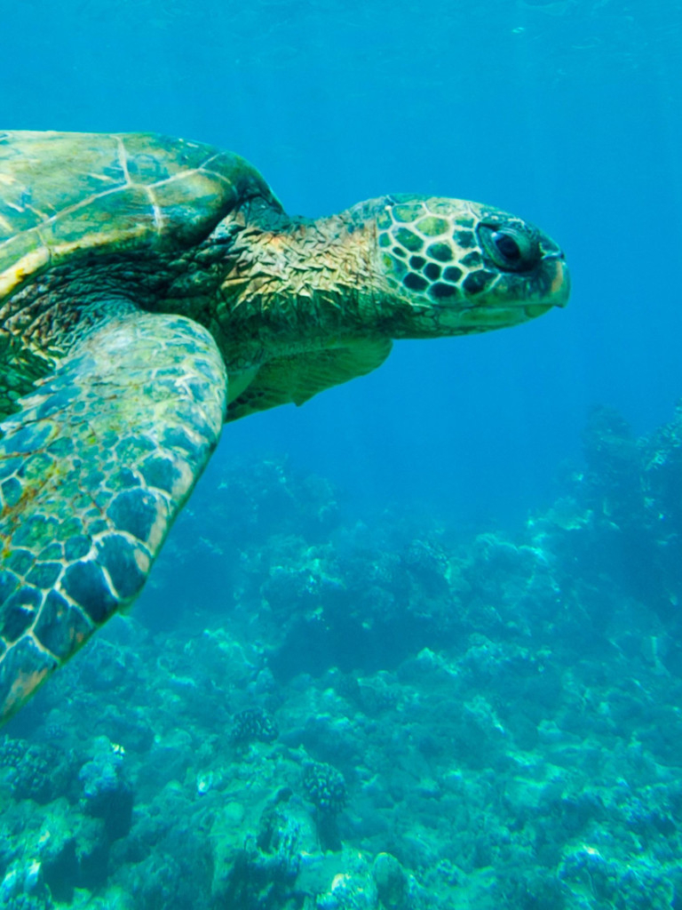 Carátula de Lugares indómitos. La gran barrera de coral