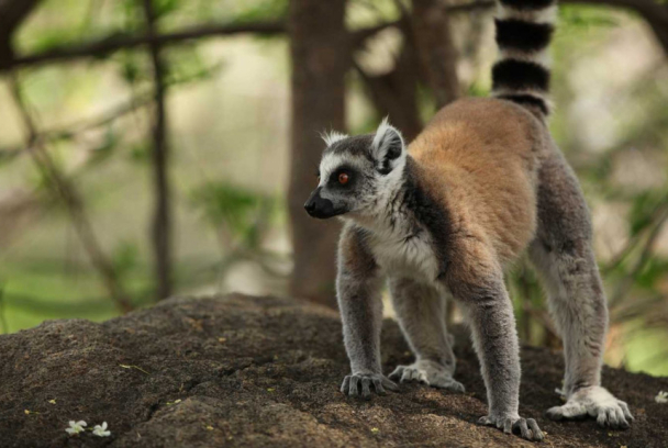 Madagascar desconocido