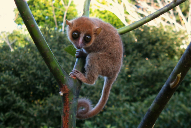 Madagascar: los genios del bosque