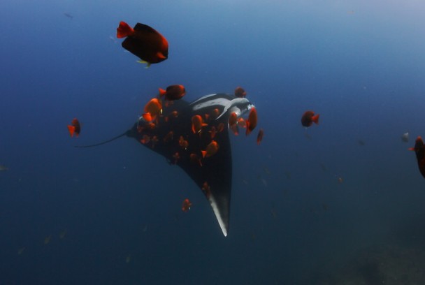 Mantarrayas: criaturas de otro planeta