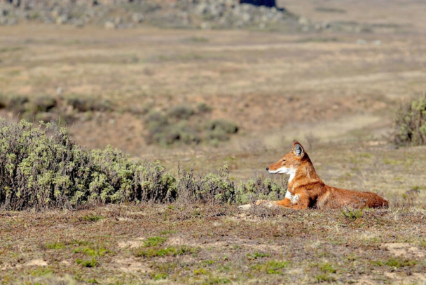 Megeti, el lobo perdido de África