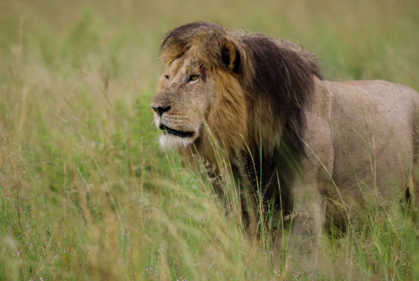 Mhondoro: el espíritu de la leona