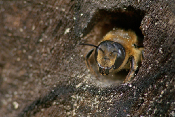 Miles de abejas en mi jardín