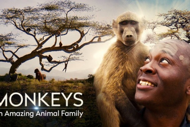 Monos, la gran familia
