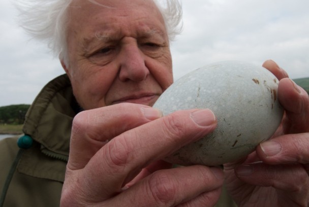 Mundo natural: Attenborough y la maravilla de los huevos de ave