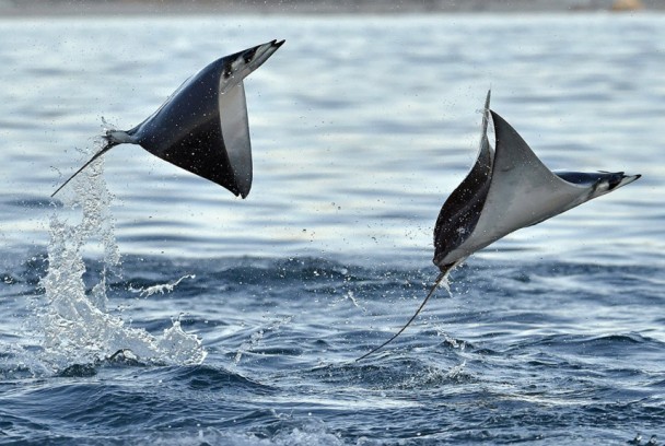 Mysterious giant of the sea: Munk's devil ray