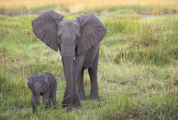 Naledi: el cuento del pequeño elefante