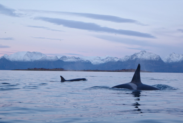 Noruega: el banquete de las orcas