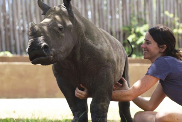 Orfanato de rinocerontes 