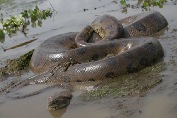 Pantano salvaje