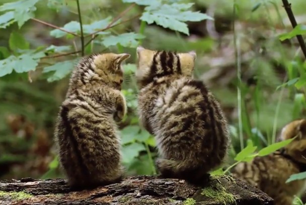 Pequeños felinos, grandes personalidades