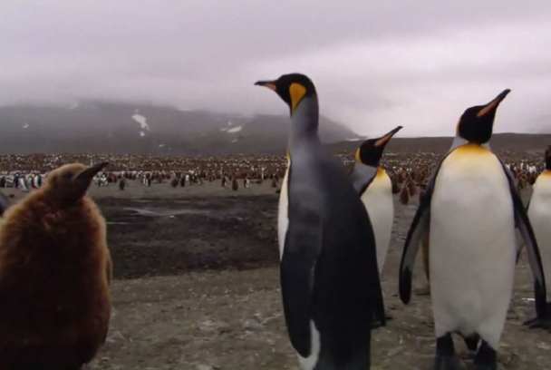 Pingüinos, la historia de las aves que quisieron ser peces