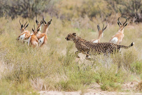 Presa contra depredadores: la supervivencia en el Serengueti