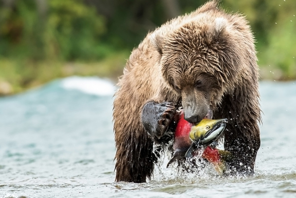 Rusia salvaje: el reino de los osos y los volcanes