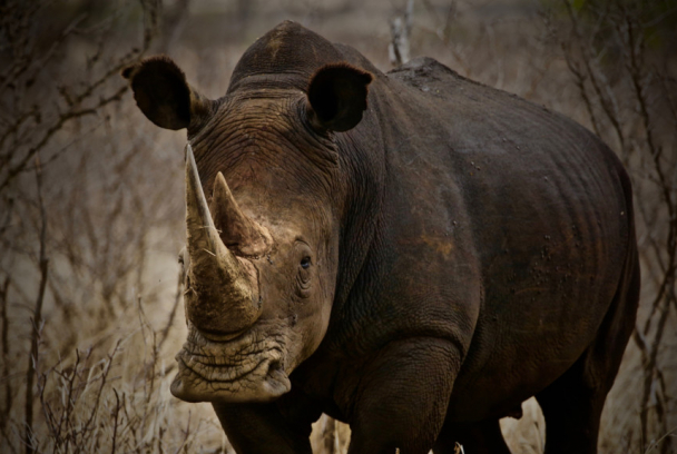 Salvar al rinoceronte