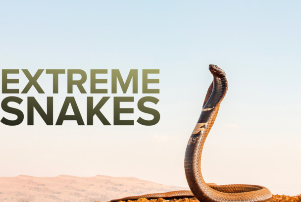 Serpientes extremas
