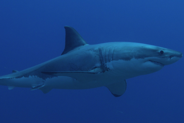 Shark Week: Immersion